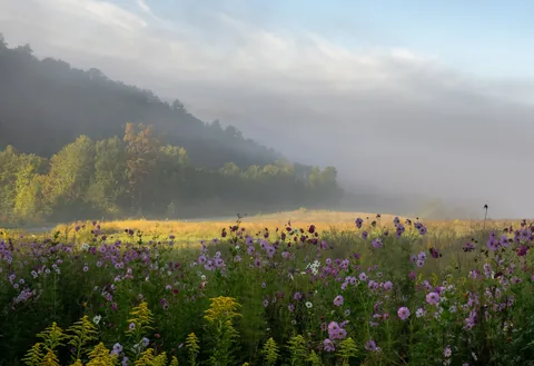 Wildflowers in a Smoky Mountain meadow with fog drifting over forested hills behind them.