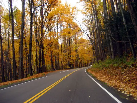 A two-lane road curving through fall-colored woods in the Smokies, with yellow leaves along the shoulder.